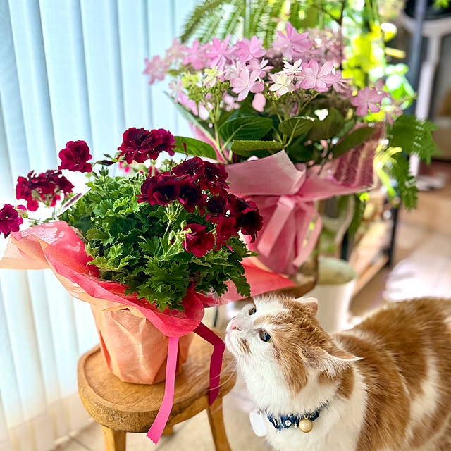 yutaさんの実例写真