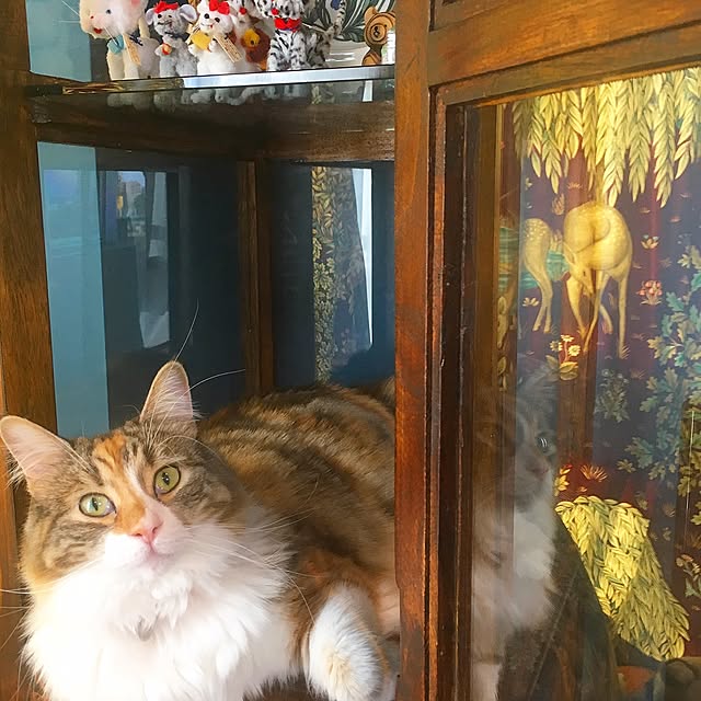 kieさんの実例写真