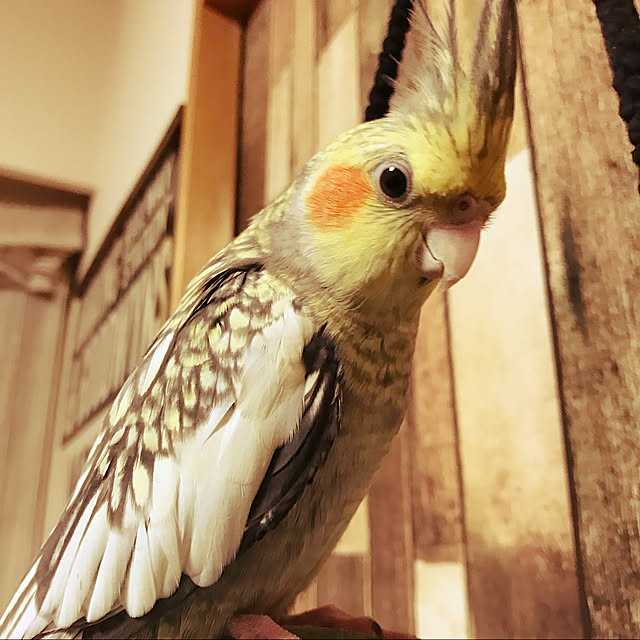 壁/天井/セリア/オカメインコと暮らす/男前/100均のインテリア実例 - 2017-11-14 21:24:37