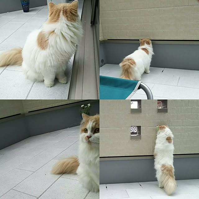 nonkoさんの実例写真