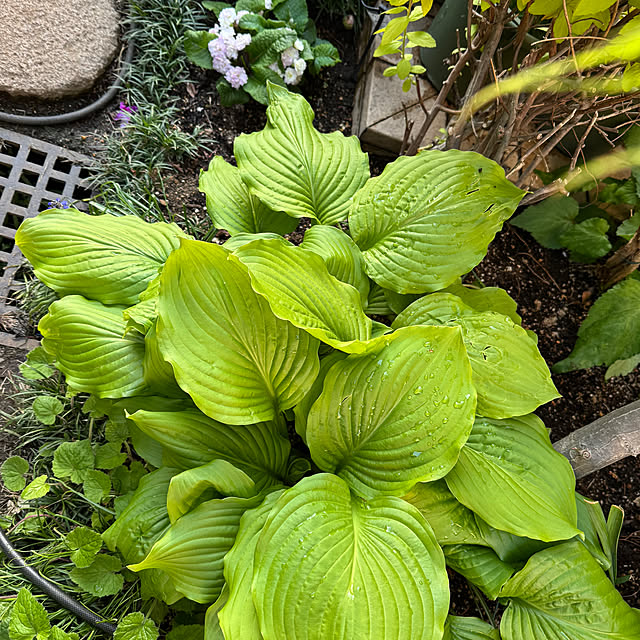 mamizaさんの部屋