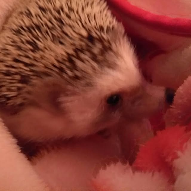 kuruさんの実例写真