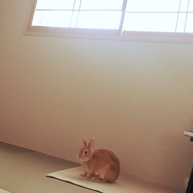 aiさんの実例写真