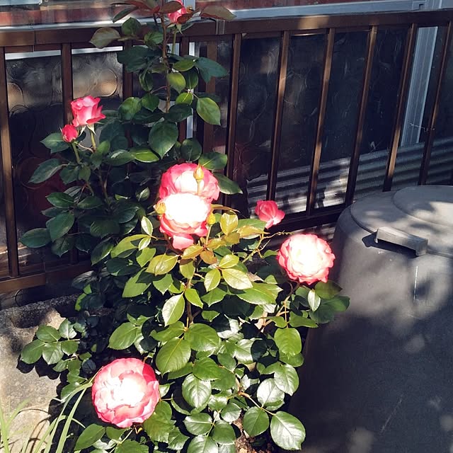 boston5757さんの実例写真