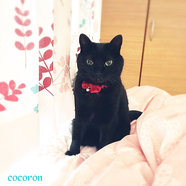 cocoronさんの実例写真