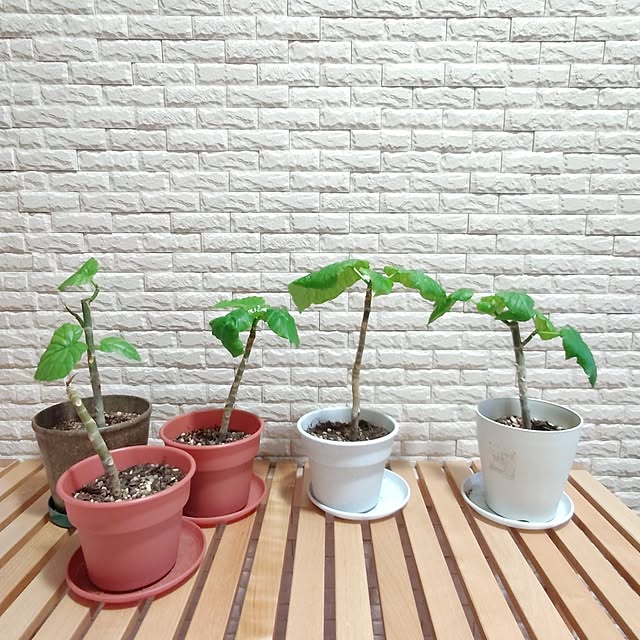 iku-yoneさんの部屋