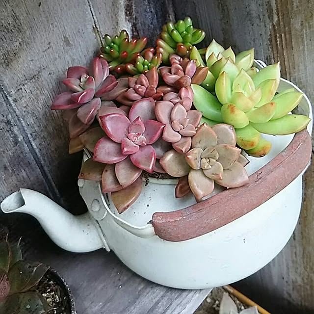 棚/多肉植物/ハンドメイド/JANK/コンテスト参加...などのインテリア実例 - 2016-03-12 11:26:24