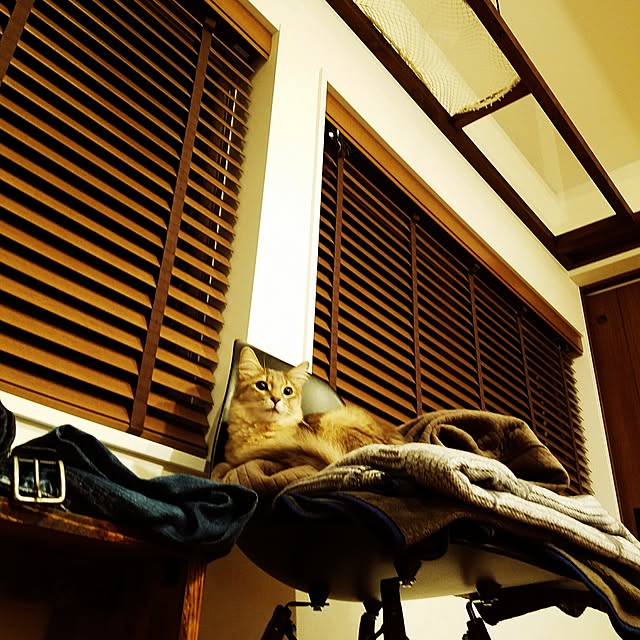 nekogurumaさんの実例写真