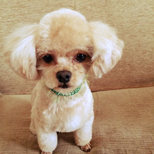 リビング/譲渡犬のインテリア実例 - 2017-04-27 13:54:58