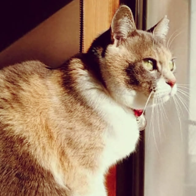 fukuさんの実例写真