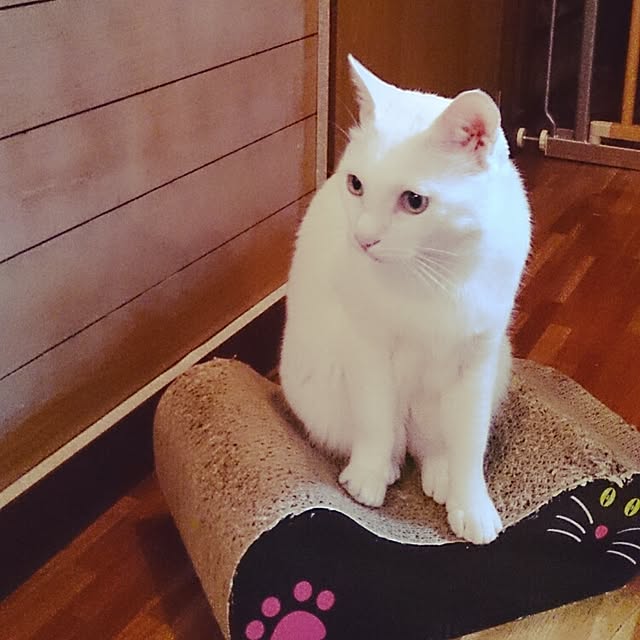 amifuuさんの実例写真