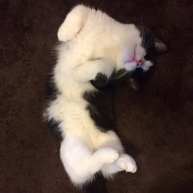 butachanさんの実例写真