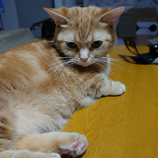 shinobuさんの実例写真