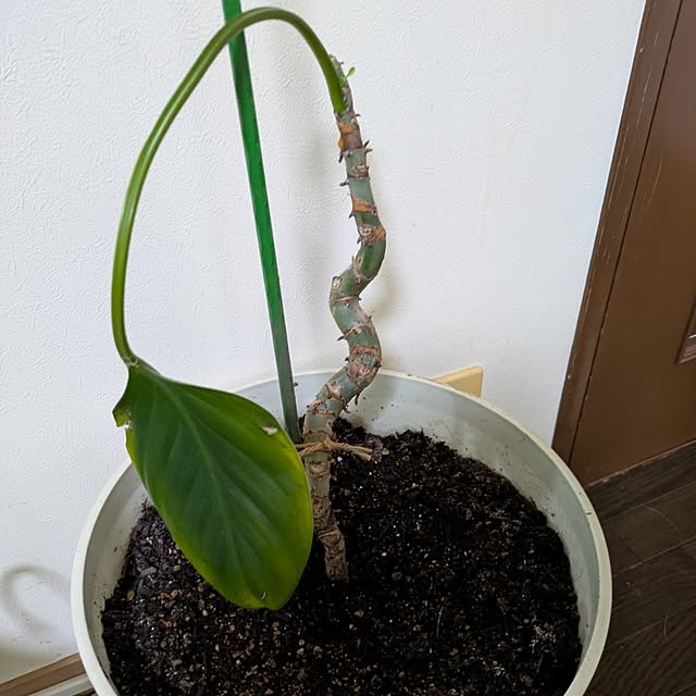 asaさんの実例写真