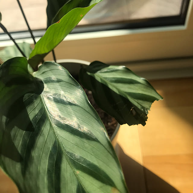 japitonさんの部屋