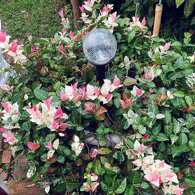 momokaさんの実例写真