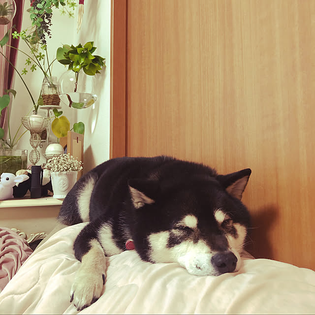 fumie.maruさんの実例写真