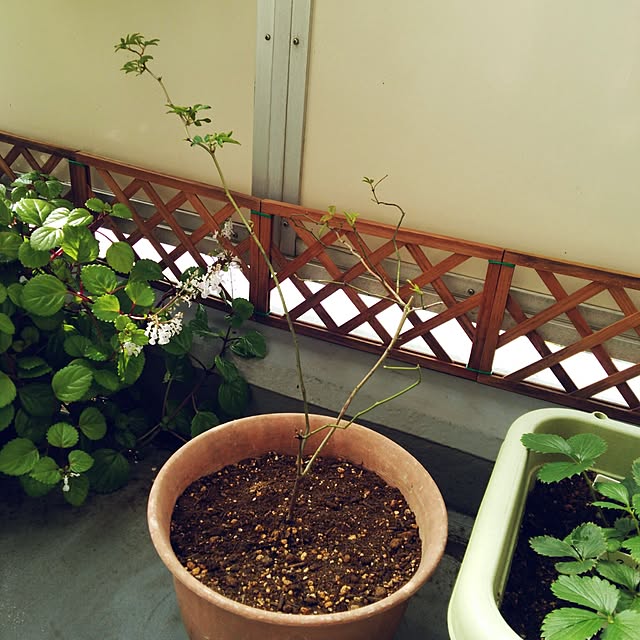 tomatoさんの実例写真