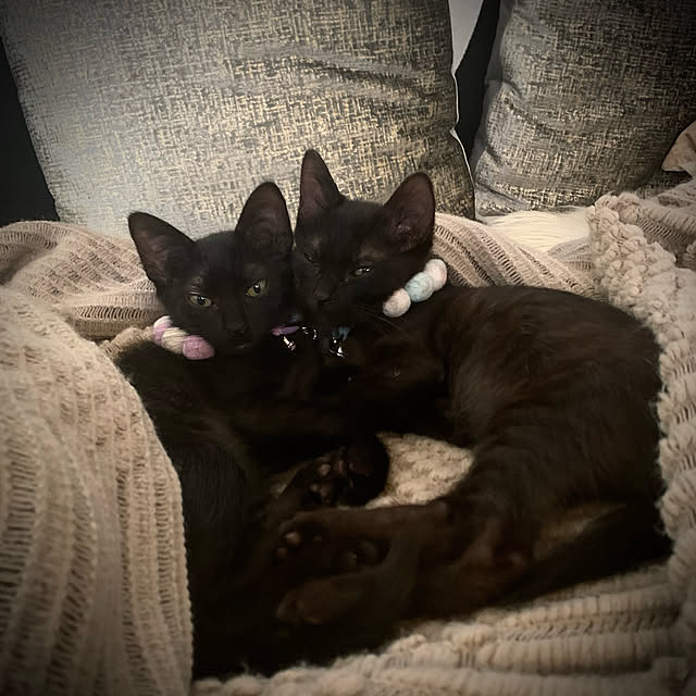 mi-miさんの実例写真