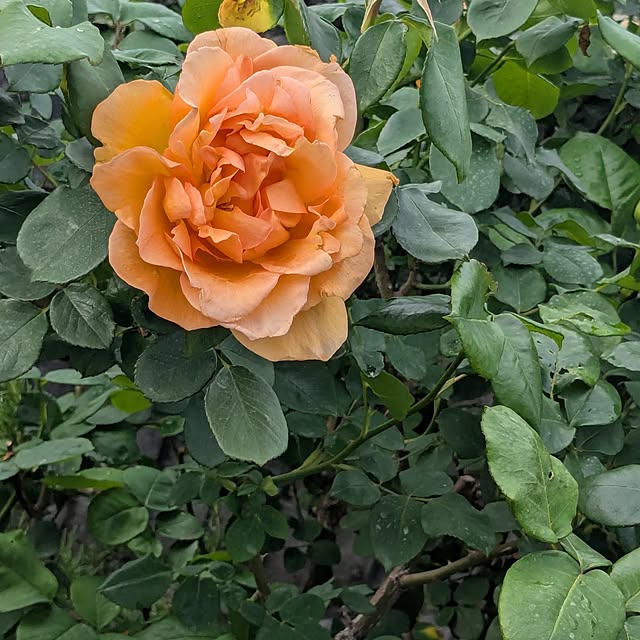 machikomamaさんの部屋