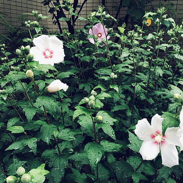 happy-sachiさんの実例写真