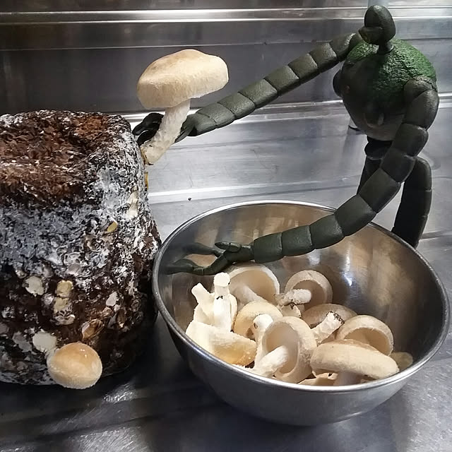 acyakoさんの実例写真