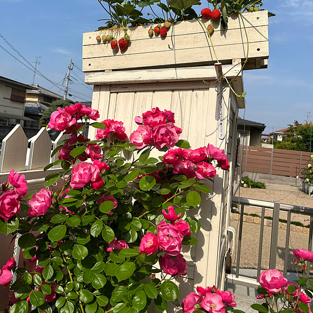 sakuraさんの部屋
