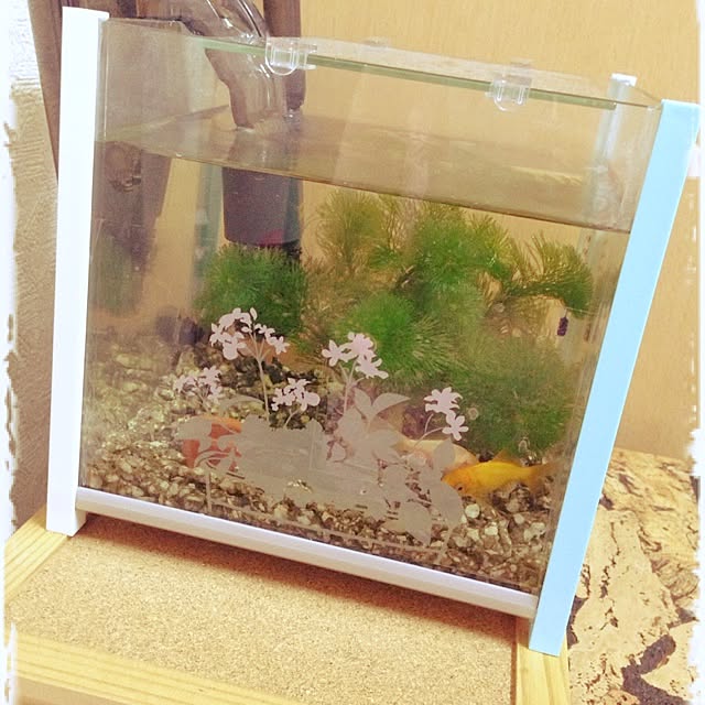shigimiさんの実例写真