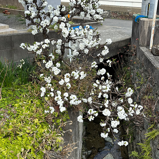 SIELUさんの部屋