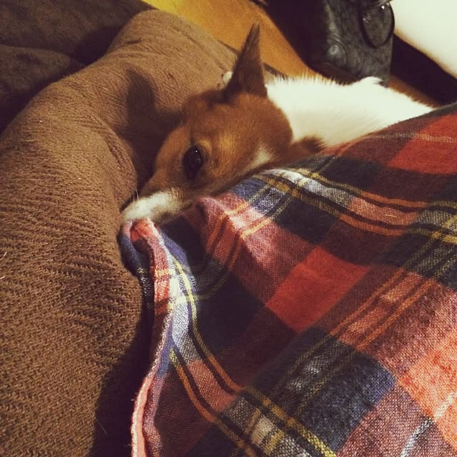 haroさんの実例写真