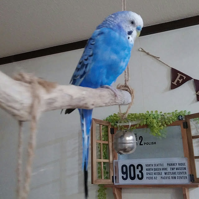 opiopiopiさんの実例写真