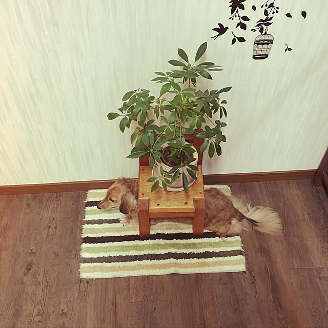 yu-ka-naさんの実例写真