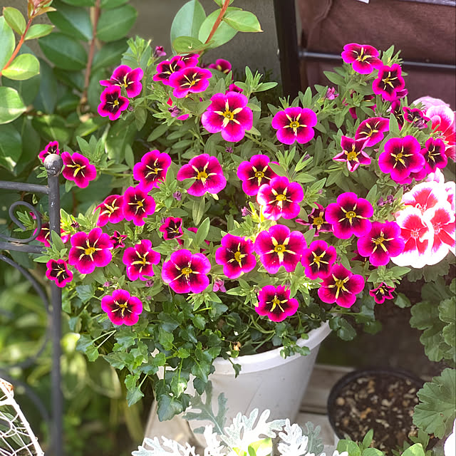 selina_yiyiさんの実例写真