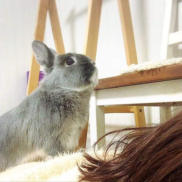 sippoさんの実例写真