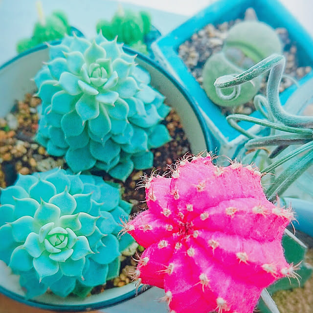mamimamipockyさんの実例写真