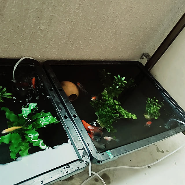 yukikarasnake10さんの実例写真