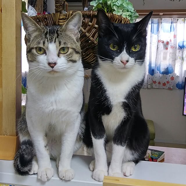 Gomaさんの実例写真