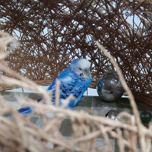 opiopiopiさんの実例写真