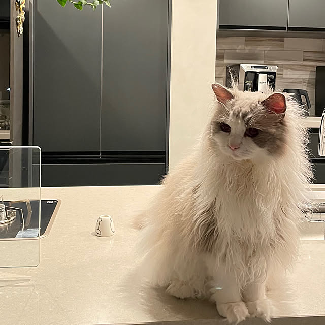 CatSlaveさんの実例写真