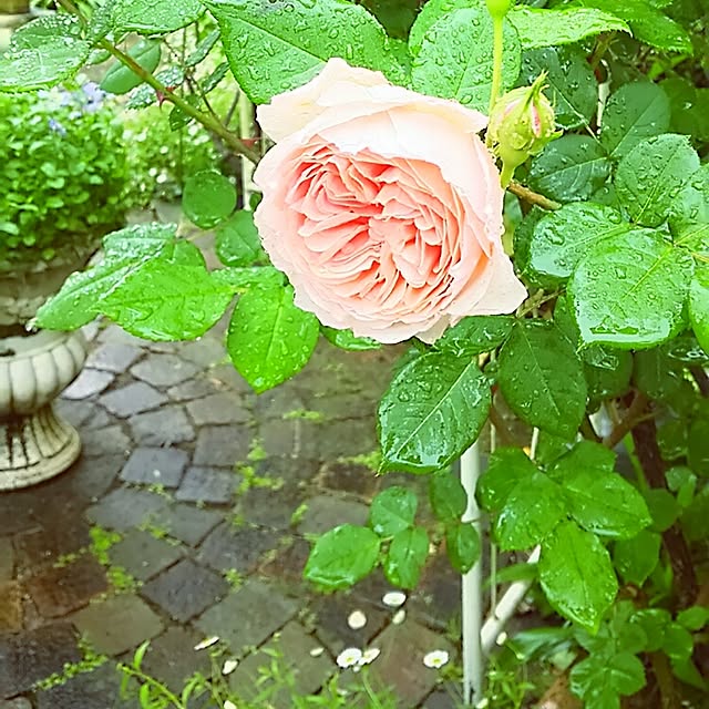 s.mamaさんの実例写真