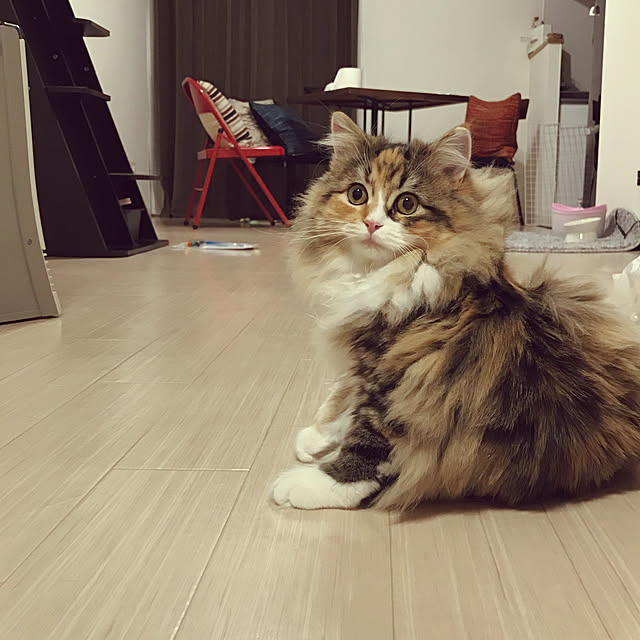 akさんの実例写真