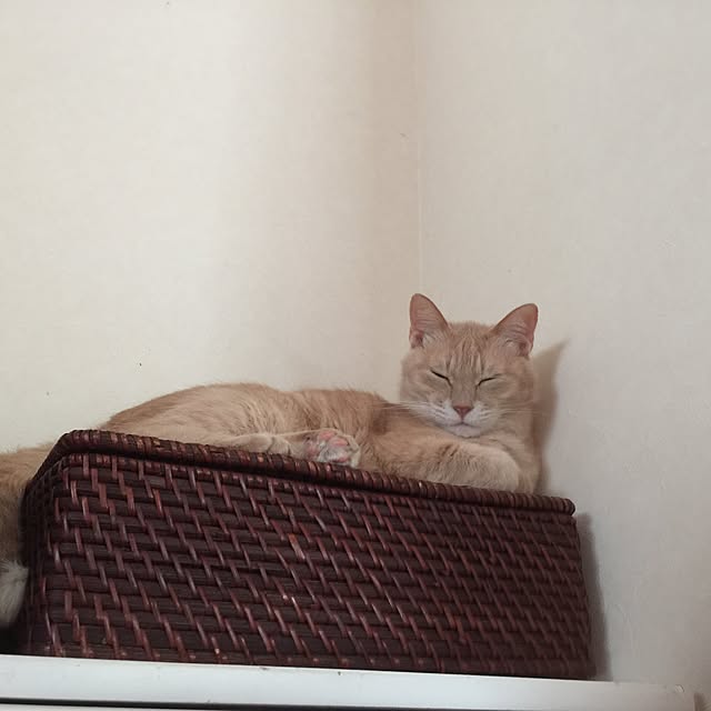 mikan161さんの実例写真