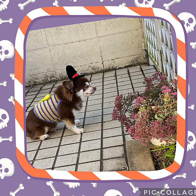 chIoeさんの部屋