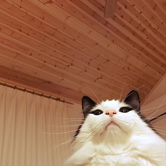 pppppさんの実例写真