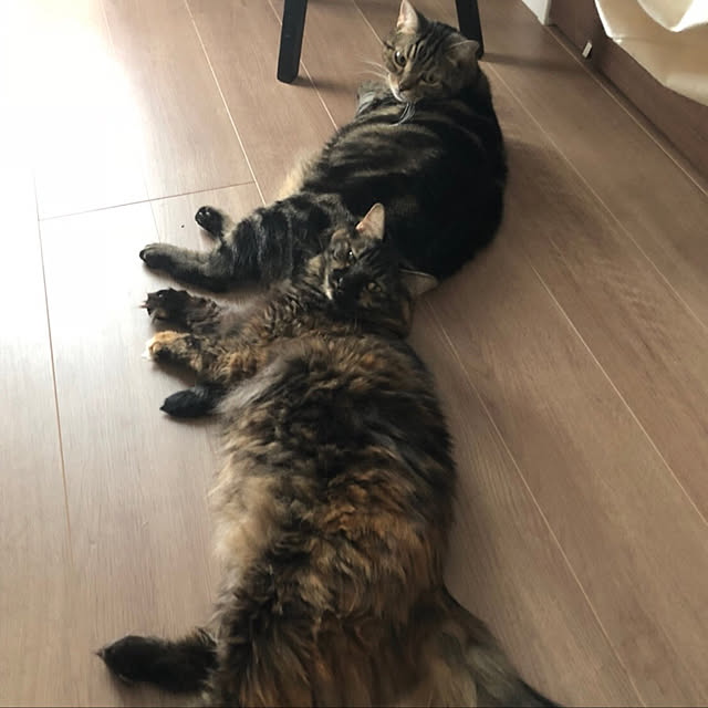 mikomaruさんの実例写真