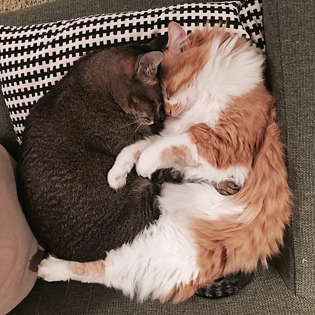 Reikoさんの実例写真