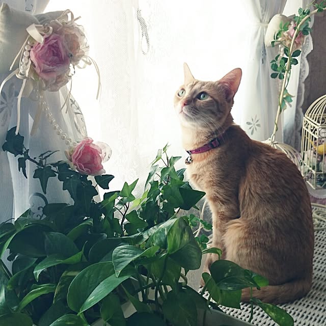 fu-ka24さんの実例写真