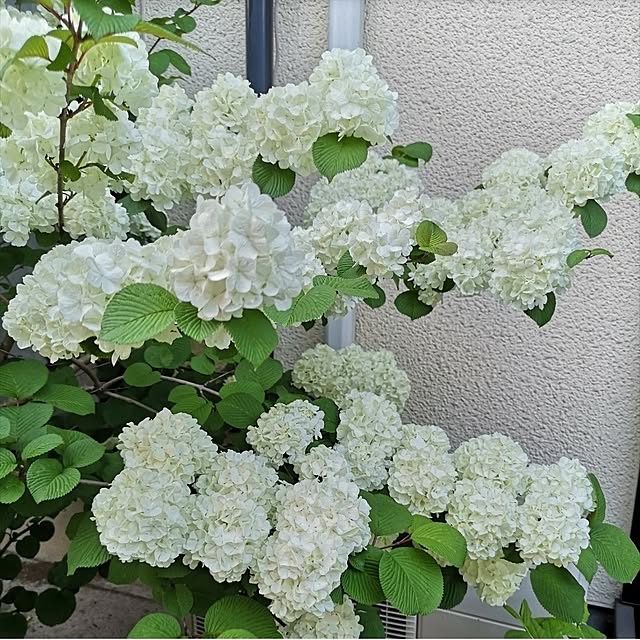 ku-garnet18さんの実例写真