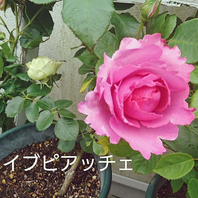 kiyosukeさんの実例写真