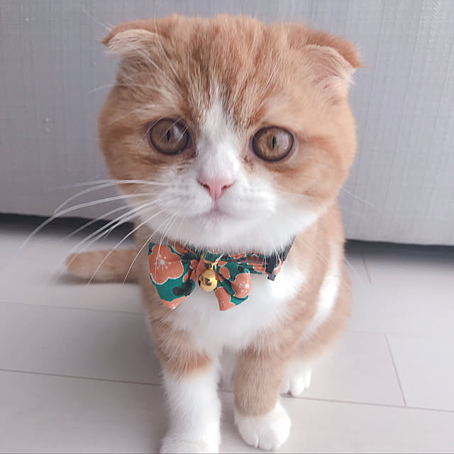 chamihomeさんの実例写真